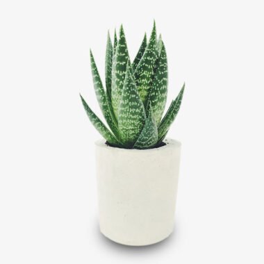 Potted Plant